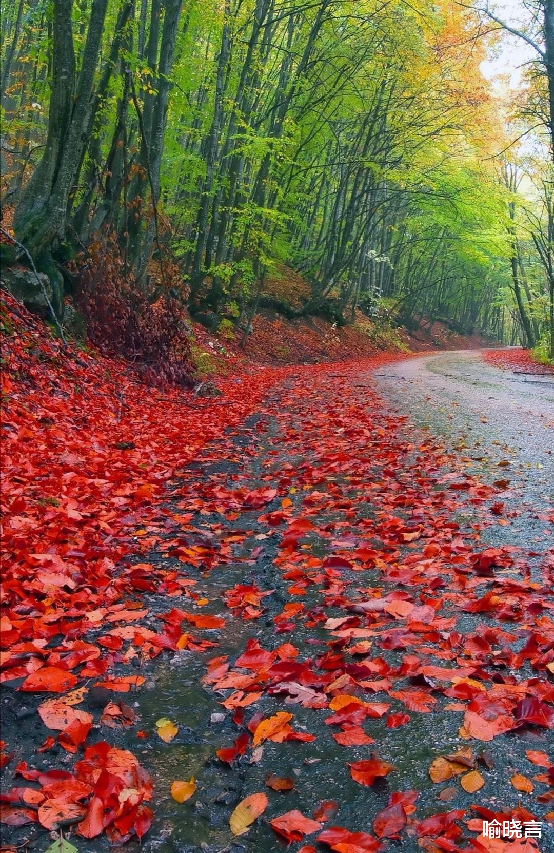 喻晓言 我今天去买菜,青菜价格让我瞠目结舌,甚至怀疑是不是在做梦!