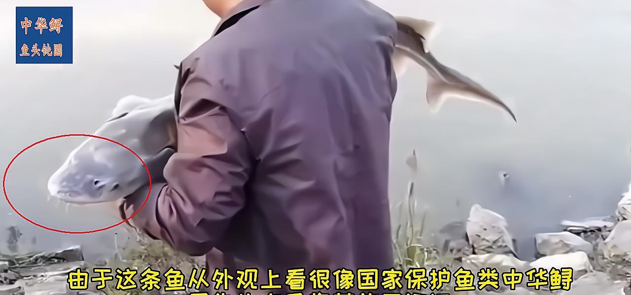 男子钓到“中华鲟”引热议,专家称是外来鲟,其实真是中华鲟?