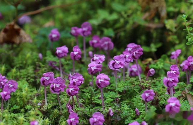 木星 一度被认为已野外灭绝的矮马先蒿在云南高黎贡山怒放