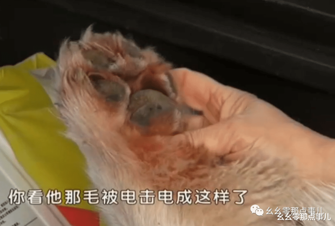 幺幺零那点事儿 北京这个小区太过分！雨天路灯漏电当场电死狗，物业却这样表态