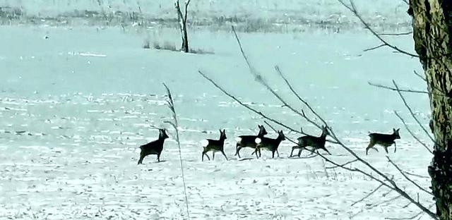生活报 排队狂飙！大兴安岭的“东北神兽”们玩嗨了
