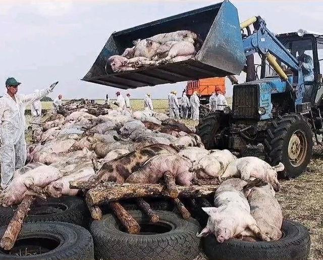 小小潮潮 中华土猪面临绝种危机,那些被遗弃的中华土猪,还能翻身吗?