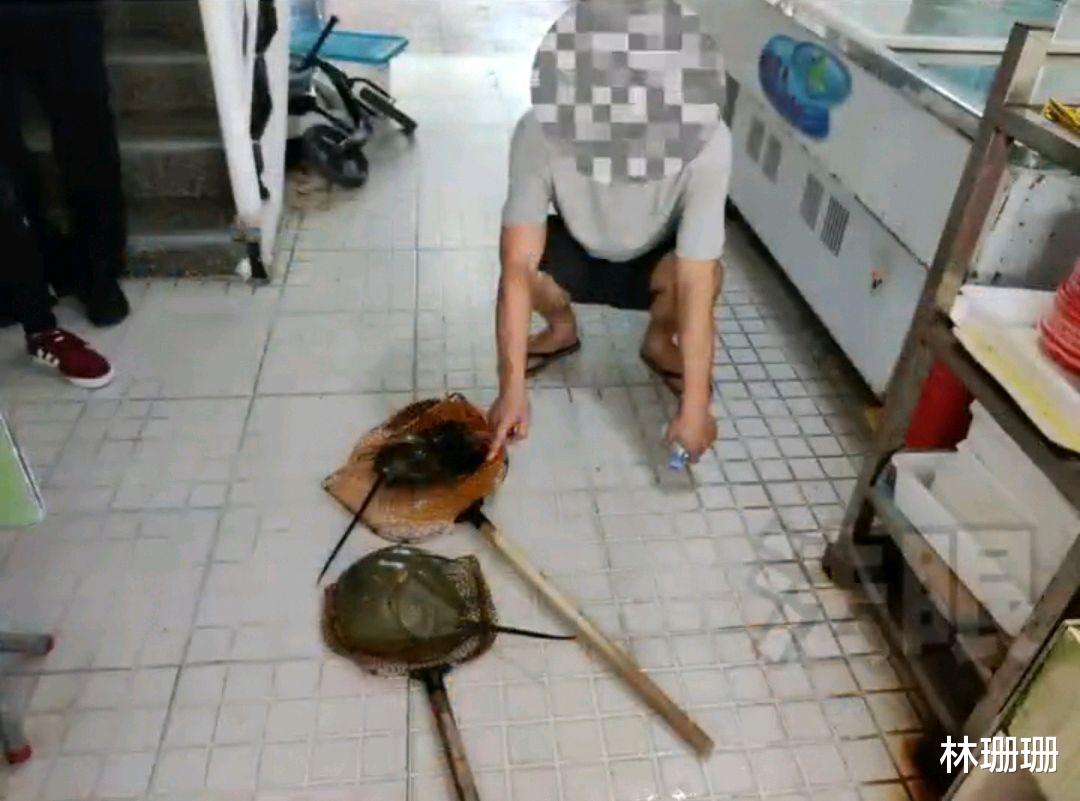 糊涂!福建一饭店老板买两只“马蹄蟹”准备售卖,结果被抓走了