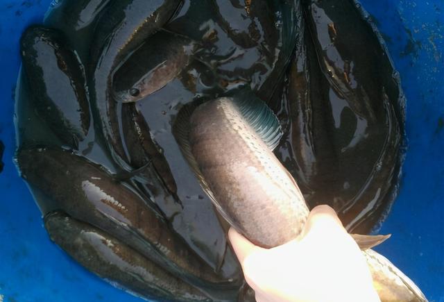 鼓浪屿 线鳢入侵珠海水域，短短一小水沟里十几条，趴水底清晰可见