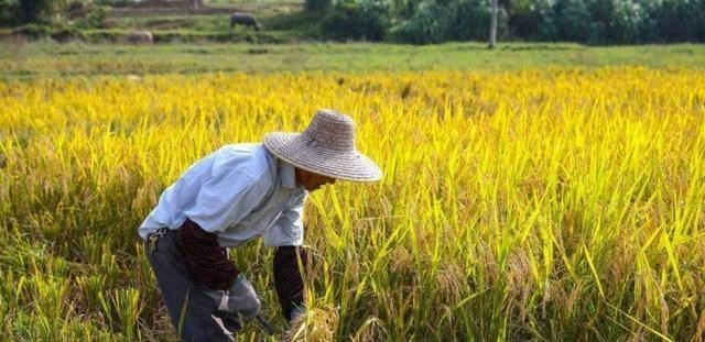 萌主媽咪說育兒 國家給農(nóng)戶發(fā)錢了，2021年6月起每戶補(bǔ)貼500元，可這5類人除外