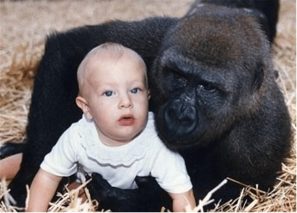黑猩猩 把黑猩猩和小孩放在一起养，猩猩把自己当成人类，后来怎么样了？