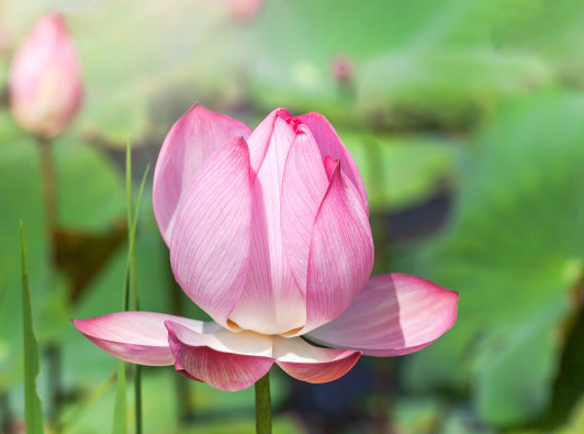 星临天下|9月中旬，运势上上签，4属相桃花开真爱来，事业有成，日子红火
