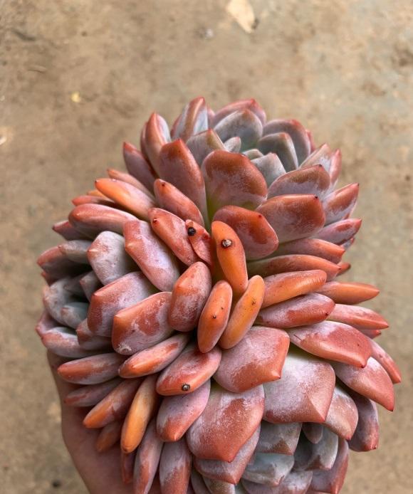 说说家装那点事儿|最受欢迎的10大多肉品种，颜值很高，深受花友喜欢，你养了吗