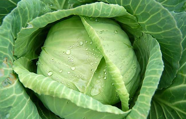 血糖|养生！女人离不开的10种养生食物