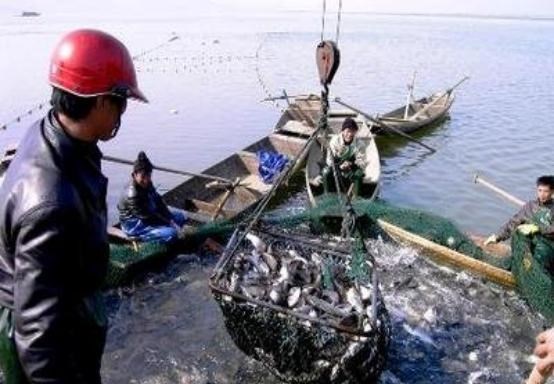 90后宝妈经验|刀鱼从60块钱一斤，跌至3块钱一斤，消费者：再便宜也买不起