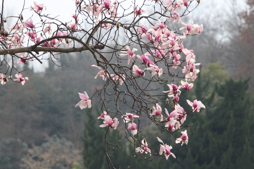 行走江苏 南京连日春暖 雨花台宝华玉兰绽放
