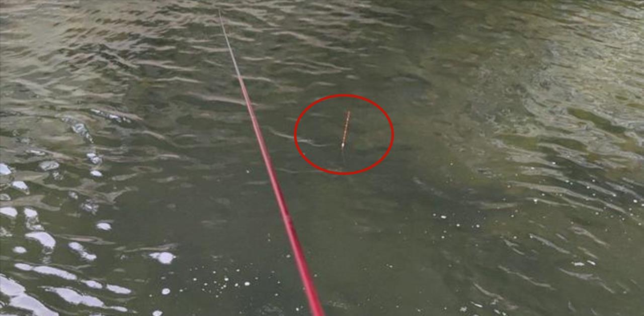 广西|虚惊一场!广西男子深山野钓遇“怪鱼”,疑似保护动物求网友鉴定