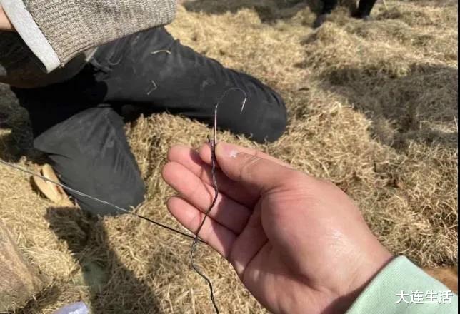 大连生活 大连一小区附近疑有人用鱼钩“钓”狗 市民：太缺德了！