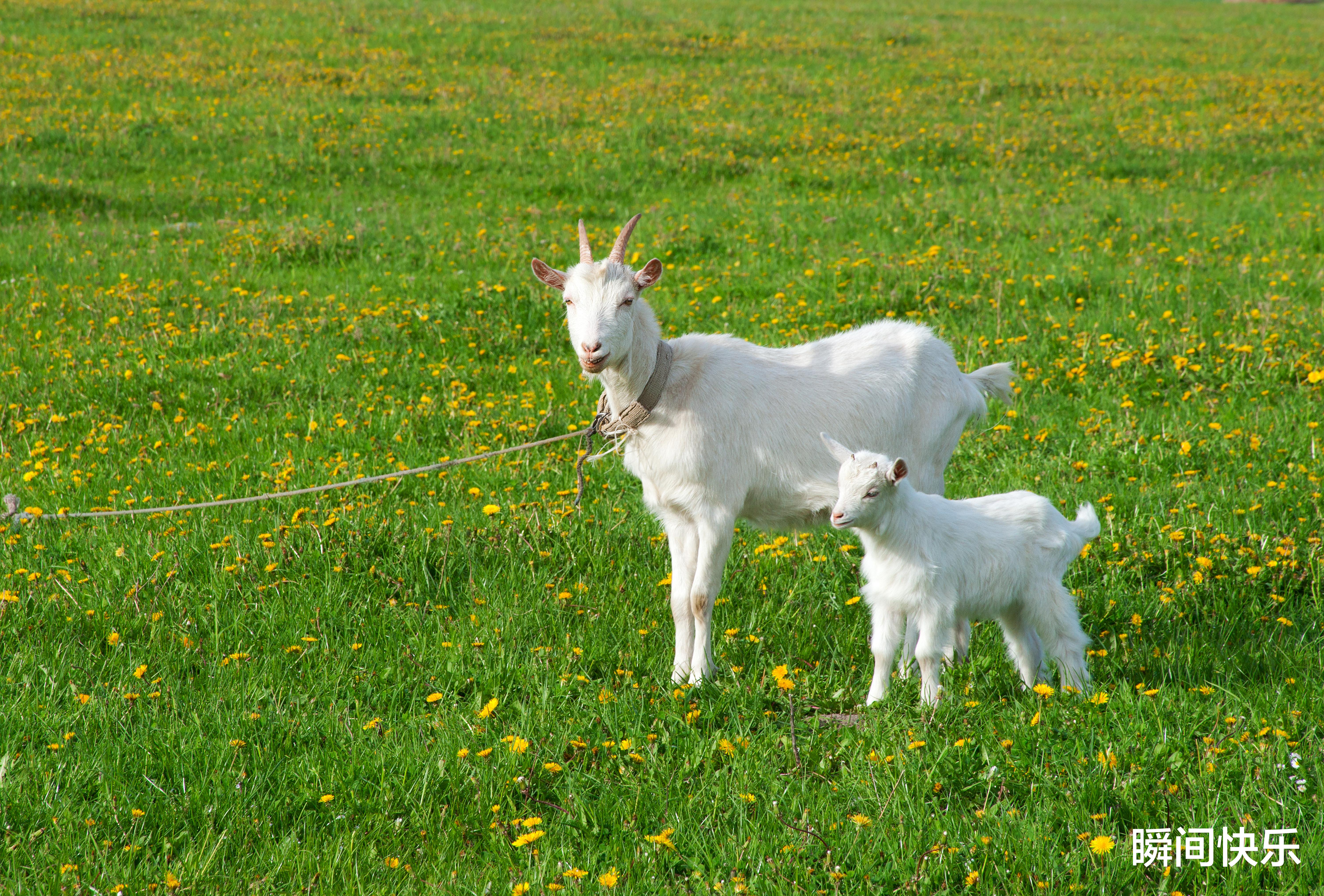办公室|12月28-1月24日,赢得先机,闯出名堂,好运连连,脱贫致富的生肖