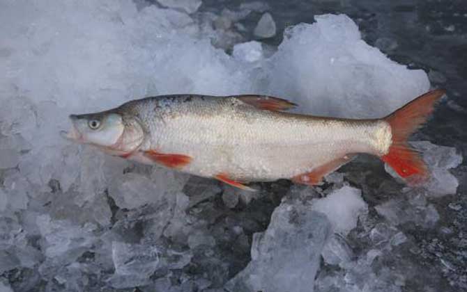 |钓鱼人的福音，贵到吃不起的淡水鱼，钓到不是发财就是罚款.