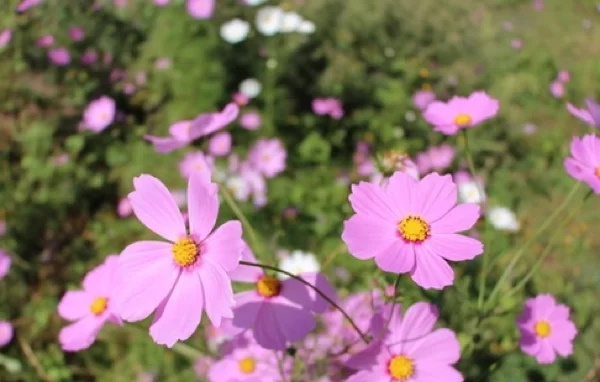 重庆 古城下的花海—美如画卷