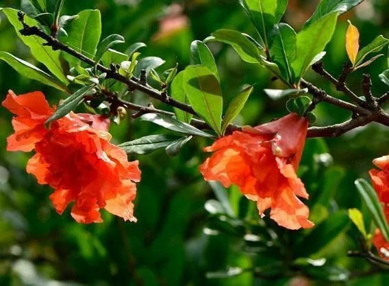 运势|从明天开始，运势“上上签”，不见小人霉运，财运一路上扬的属相