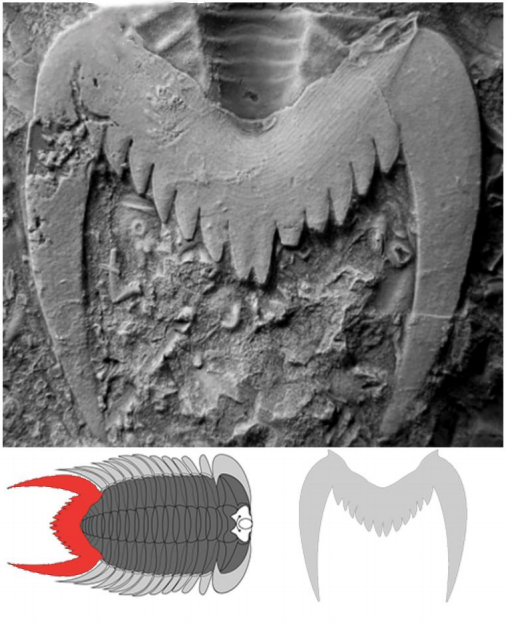 三叶虫|争论百年的奇闻，古生物学家断定，多福砚上的蝙蝠是五亿年前生物