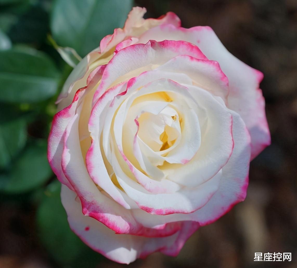 星座控网|哪些日期出生的人，勇于去探索，承担责任，未来成大器