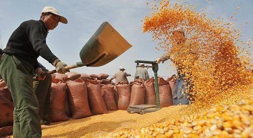 生猪价格 五月猪价“腰斩”,粮价下跌,六月会大幅反弹吗?