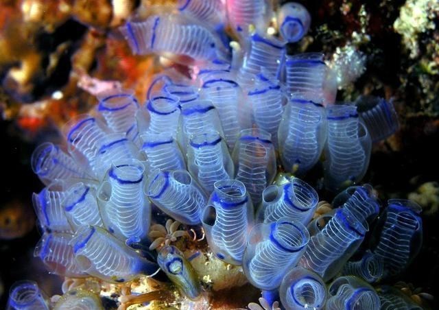 太空 海鞘为了生存能有多狠？吃掉自己的脑子，从动物变成“植物”