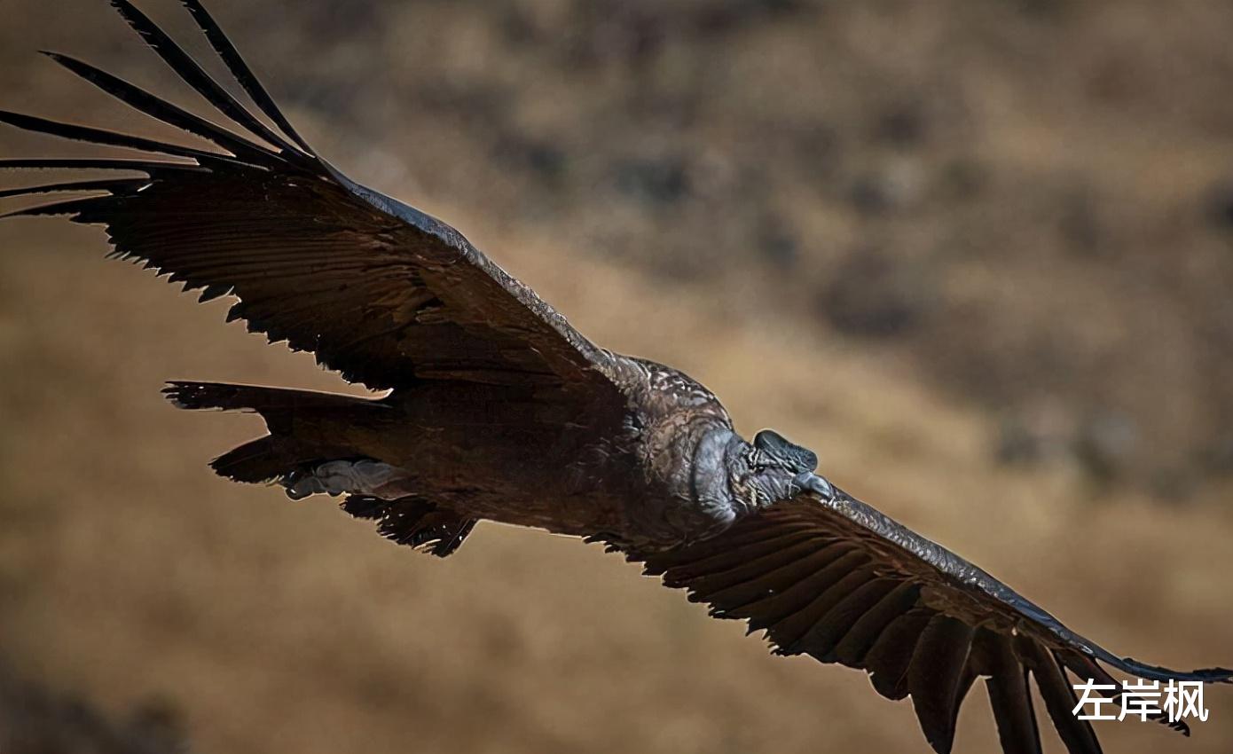  172公里！连续飞行5小时不扇一次翅膀，安第斯神鹰是怎样做到的？