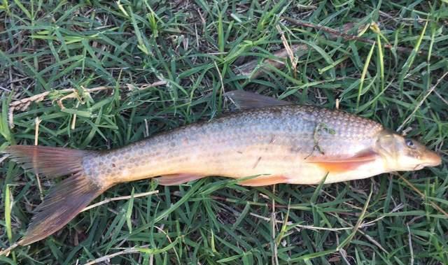 野生动物|钓鱼虽然好玩,但这些鱼可千万别钓,小心触犯法律