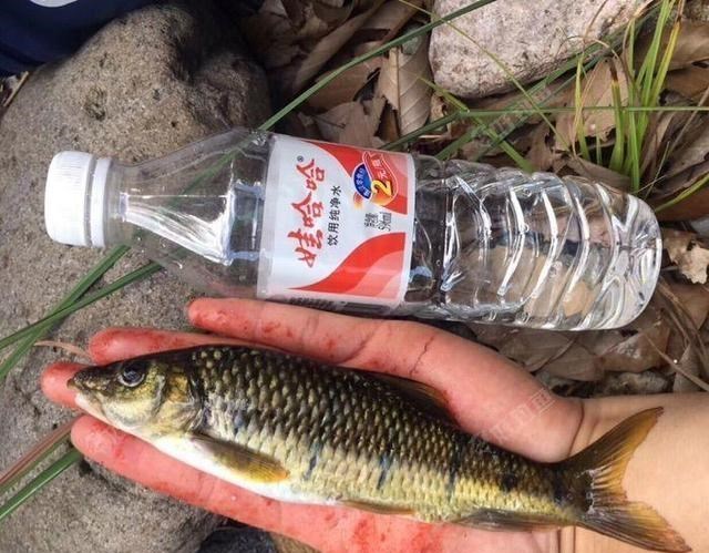 长江|离奇！男子想去山上鱼庄吃鱼，被堵后却在路边钓起鱼庄“头牌”