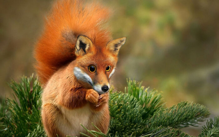  将动物组合在一起，有可爱的，有恐怖的，但它们都很有趣