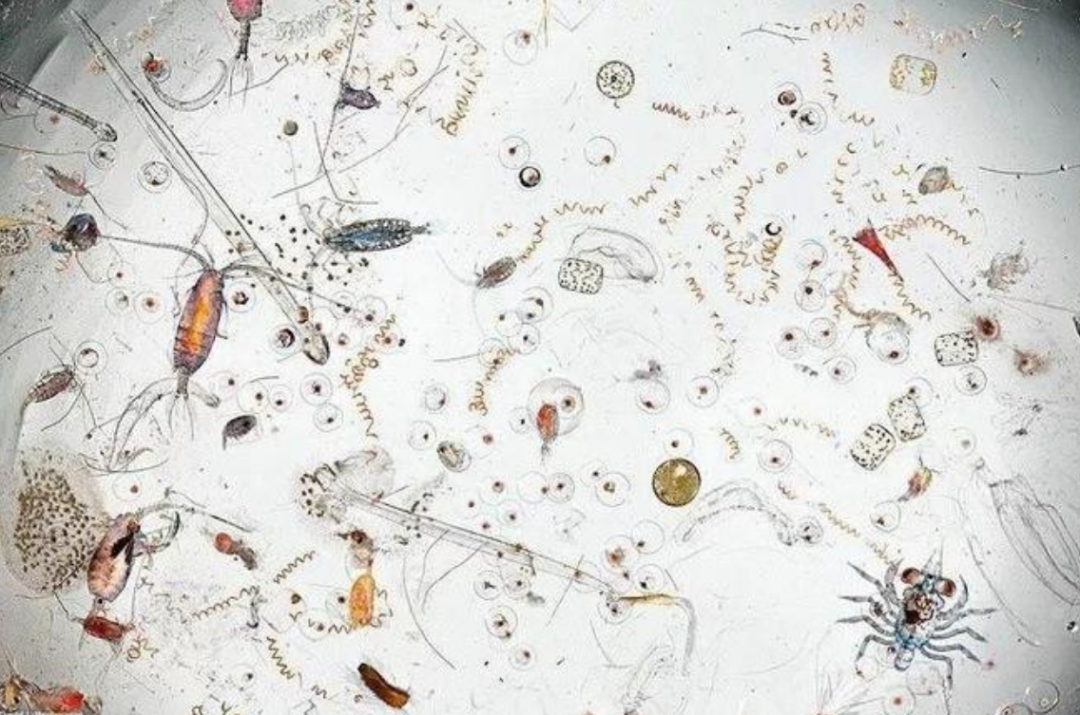 为何人们不敢在亚马逊河中游泳?“可怕”的亚马逊河中有何生物?