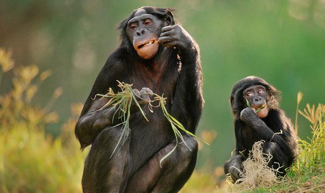黑猩猩 人类能与猿类“繁殖”新生命吗？女性志愿者加入，结果如何