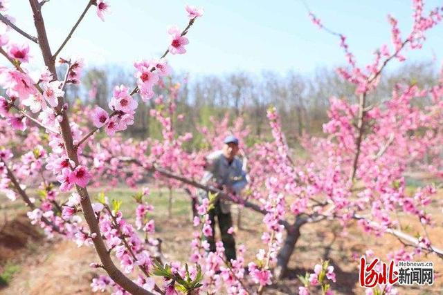 河北新闻网 河北丰润：桃花艳 果农忙