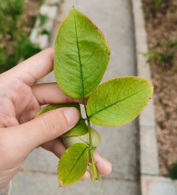  地栽月季突然大面积枯萎，到底是怎么了？
