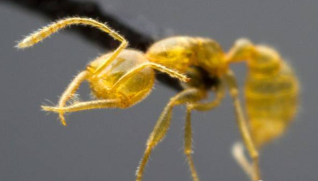 火星|“史前蚂蚁”出土，被困了9900万年，啃咬猎物时被困