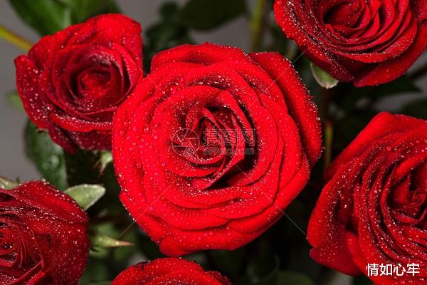 情如心牢|七夕节与男人幽会,恰巧被丈夫撞见,情人节变成劫难