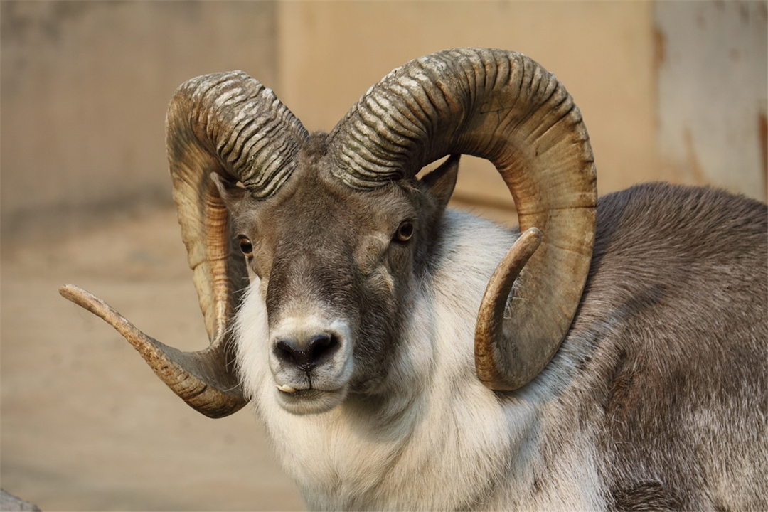 蜜蜂 自然界死得最憋屈的动物！躲过了天敌的追杀，却被自己杀死？