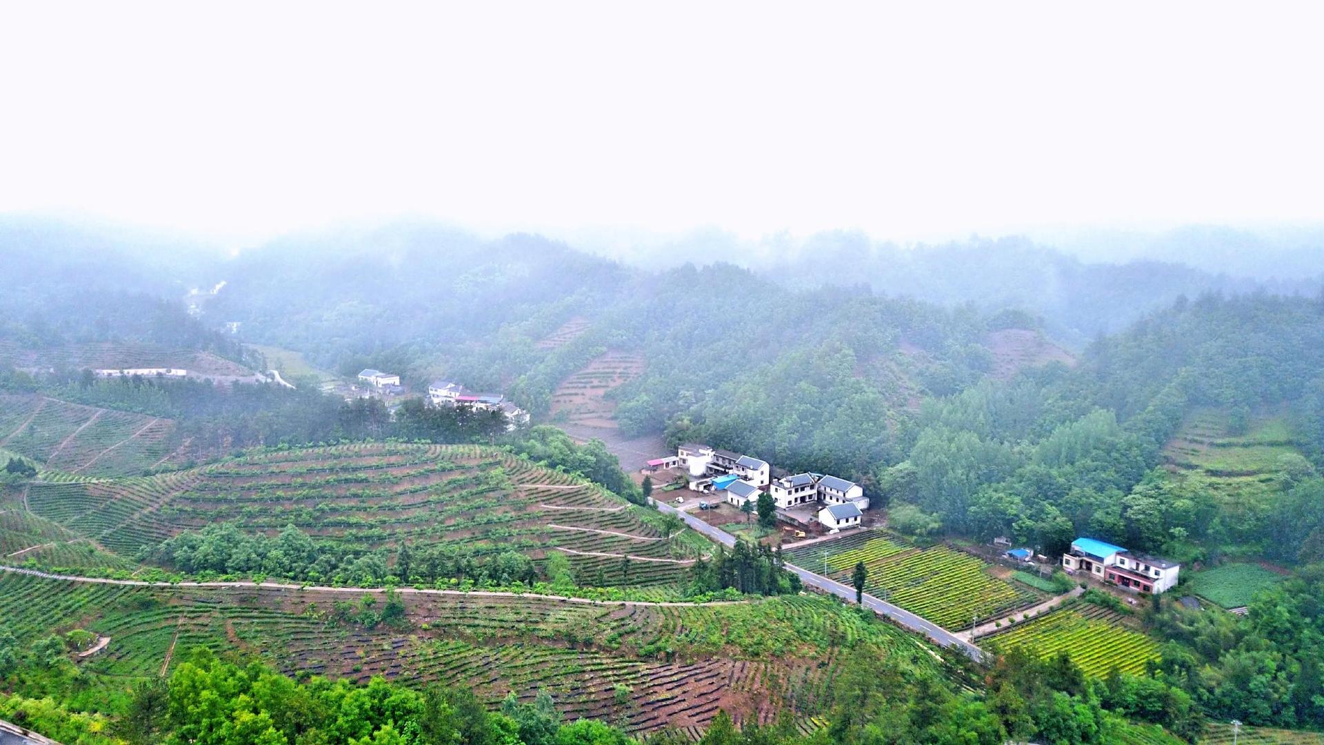 陕西旅游 探访北纬33度的奇迹 遇见陕茶遇见你 走进秦岭最美县城商南