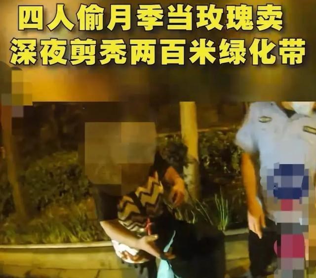 胡小小乖|北京:凌晨3点,4位大妈组团偷月季,当玫瑰卖,剪秃200米绿化带