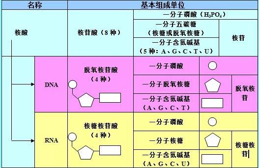 |2022高考复习资料大全：25张图, 涵盖高中生物所有知识点