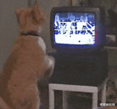 神回复|神回复：假如女朋友发烧40度，王者荣耀晋级赛刚开，你会怎么办？