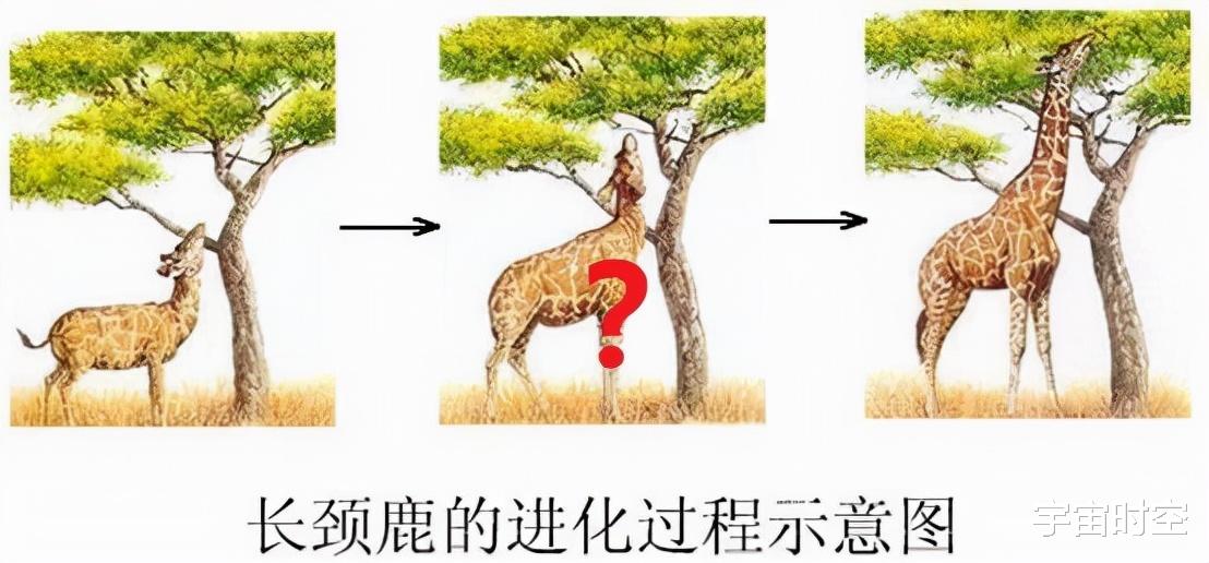 既然是自然选择,为什么动植物们没有因为进化而变得非常难吃?