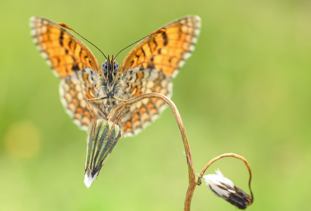 舜网 进入5月,心甜了,心动了,桃花朵朵开,迎合旧爱的生肖