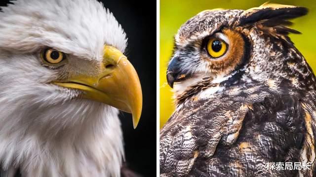 沉浮 当“空中老虎”遇到“鸟中狮子”，谁能活到最后？