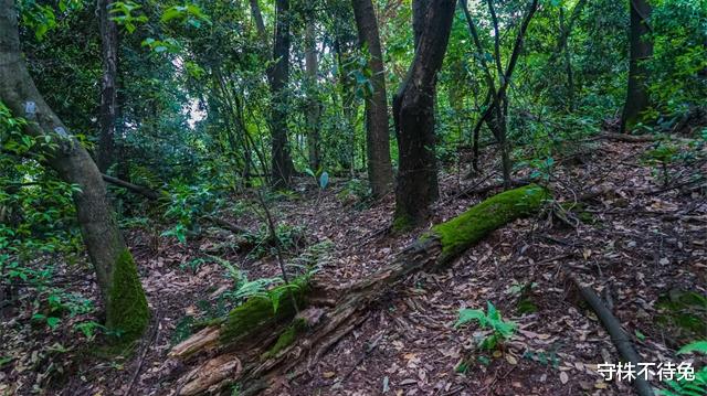 守株不待兔|虽然经常出现，但容易让人产生误解的23个奇怪冷知识