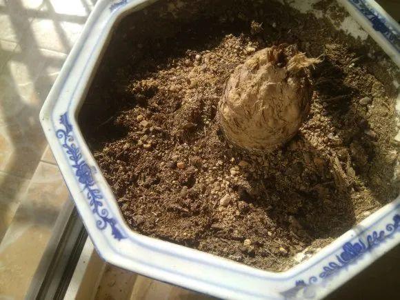 男子花100元买盆花，警察半夜找上门，结果悲剧了