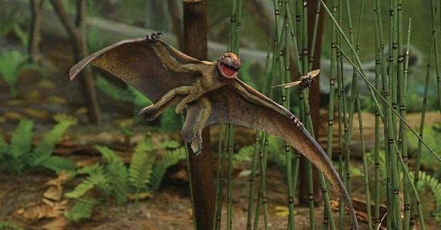 昆虫 生物进化论屡受质疑，又一问题出现：该如何解释昆虫翅膀的来源？