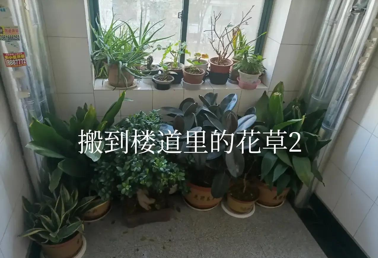 邻居占用走廊养花,影响到出行还有安全隐患,该怎么办?
