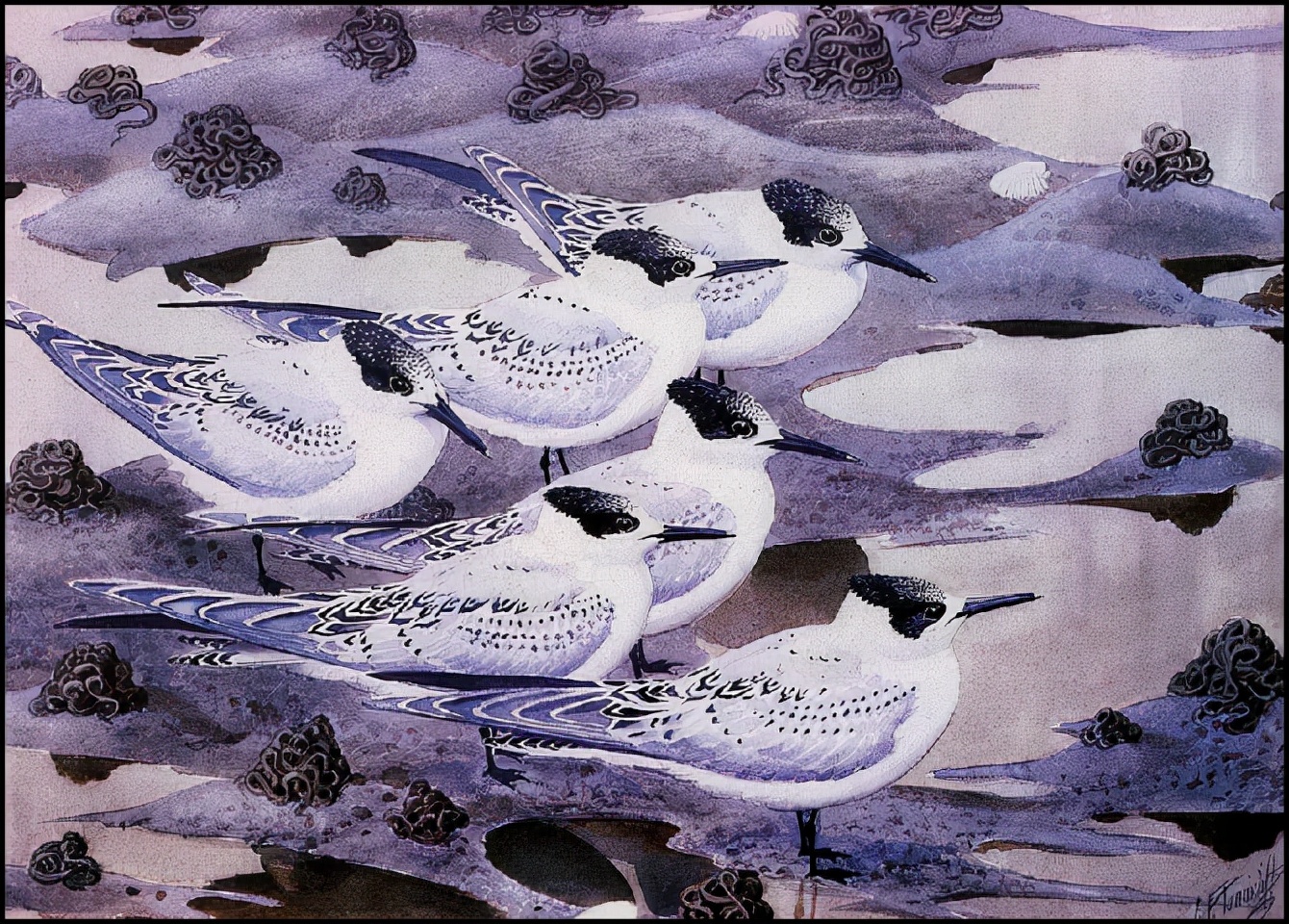 英国查尔斯.图尼克利夫(Charles.Tunnicliffe)禽鸟水彩画
