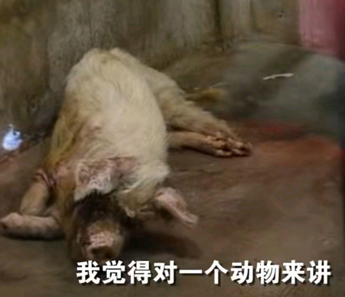 匣子里的鱼 樊建川：大家不一定非要来看猪坚强，让它安静度过最后的时光吧