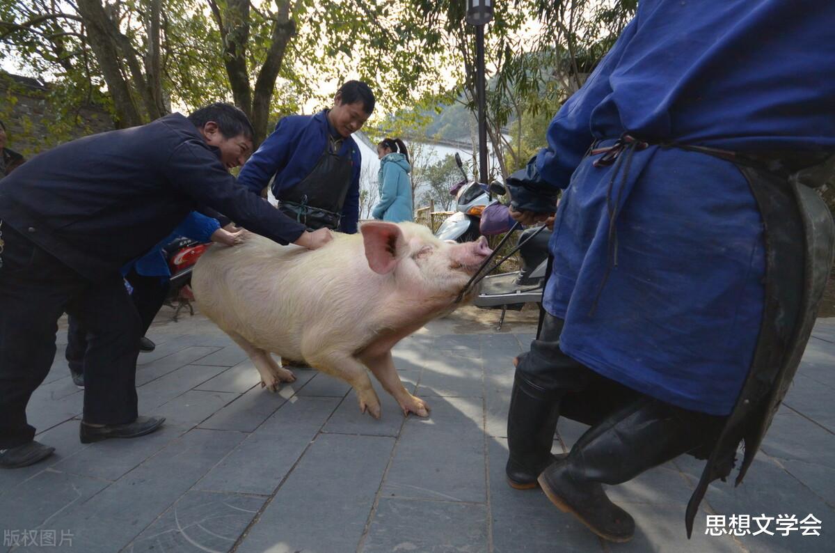 思想文学会 素食主义者：如果屠宰场的外墙是玻璃做的，你也会是一个素食者
